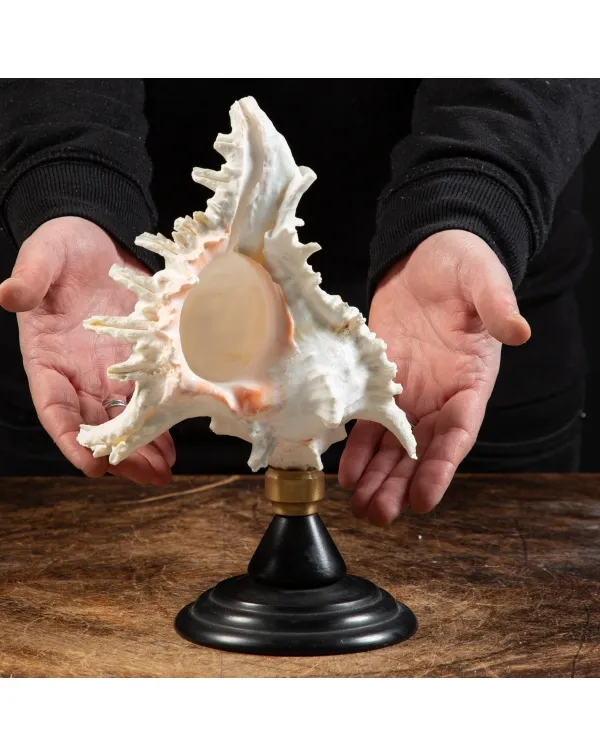 Chicoreus Ramosus su base in legno