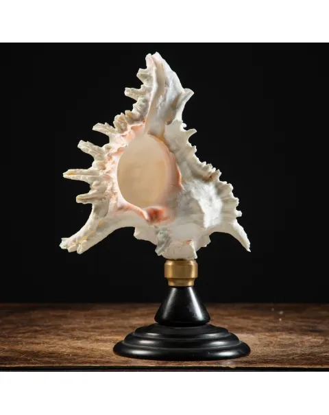 Chicoreus Ramosus su base in legno