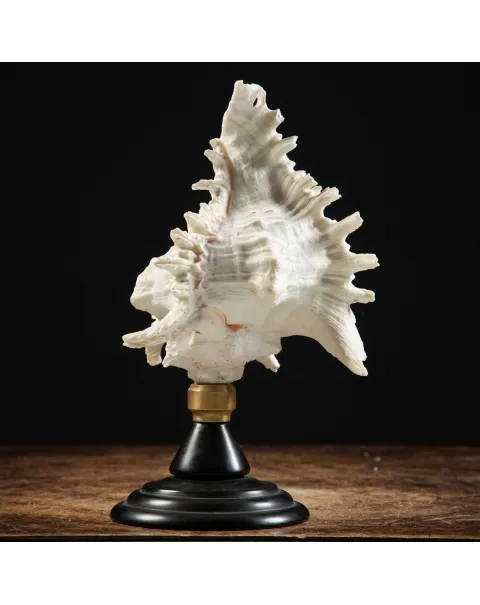 Chicoreus Ramosus su base in legno
