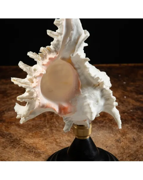Chicoreus Ramosus su base in legno