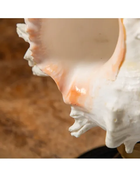 Chicoreus Ramosus su base in legno