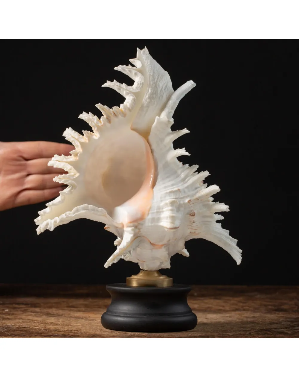 Chicoreus Ramosus su base in legno
