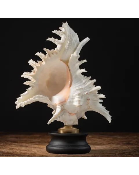 Chicoreus Ramosus su base in legno