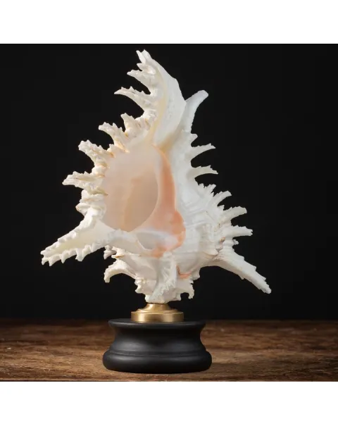 Chicoreus Ramosus su base in legno