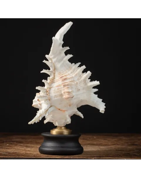 Chicoreus Ramosus su base in legno