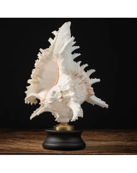 Chicoreus Ramosus su base in legno