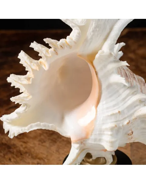 Chicoreus Ramosus su base in legno