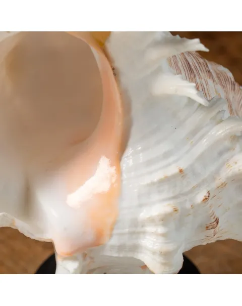 Chicoreus Ramosus su base in legno