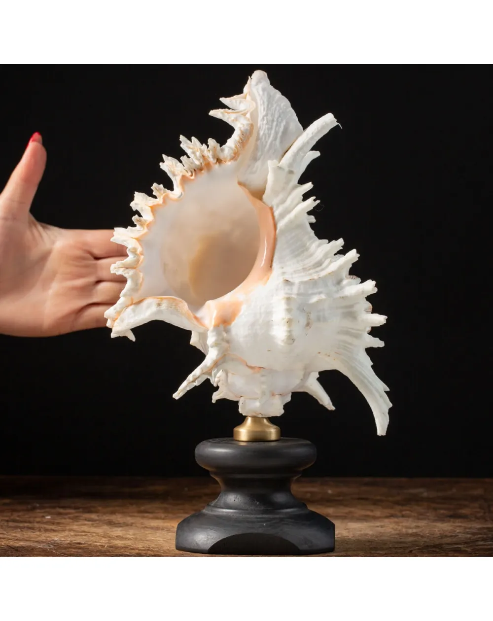 Chicoreus Ramosus su base in legno