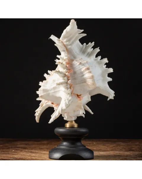 Chicoreus Ramosus su base in legno