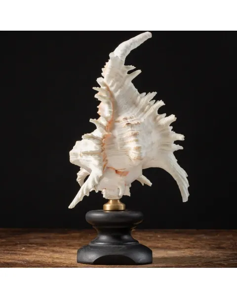 Chicoreus Ramosus su base in legno
