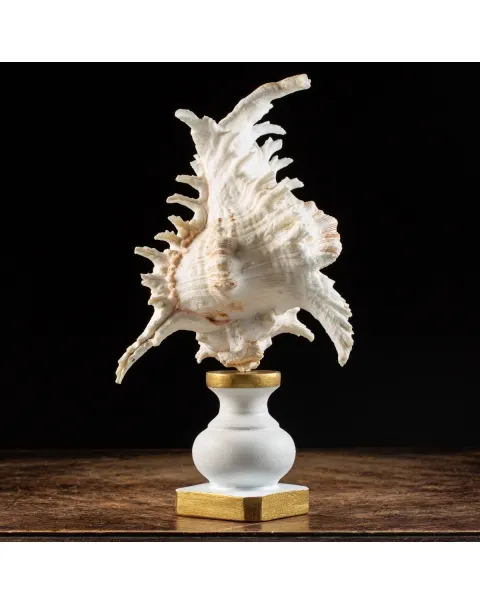 Chicoreus Ramosus su base in legno