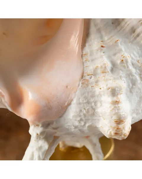 Chicoreus Ramosus su base in legno
