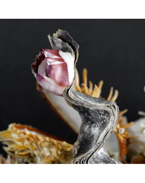 Malleus Albus e Spondylus Variegatus
