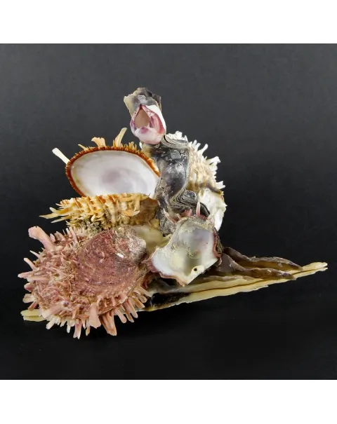 Malleus Albus e Spondylus Variegatus