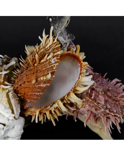 Malleus Albus e Spondylus Variegatus
