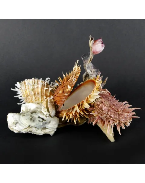 Malleus Albus e Spondylus Variegatus