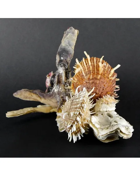 Malleus Albus e Spondylus Variegatus
