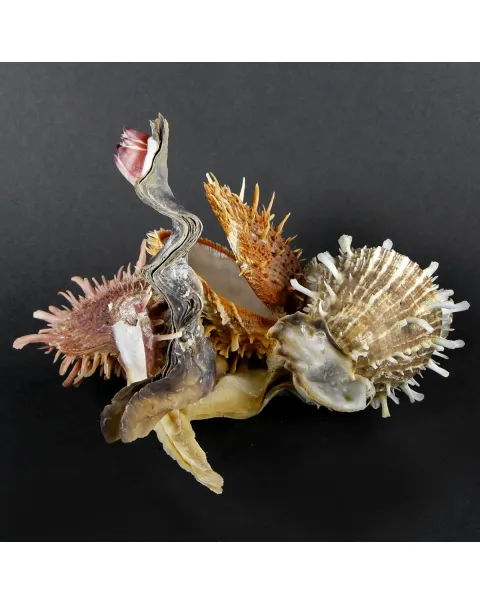 Malleus Albus e Spondylus Variegatus