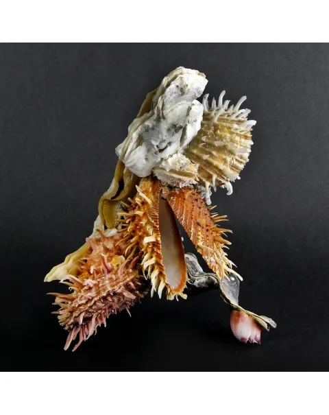 Malleus Albus e Spondylus Variegatus
