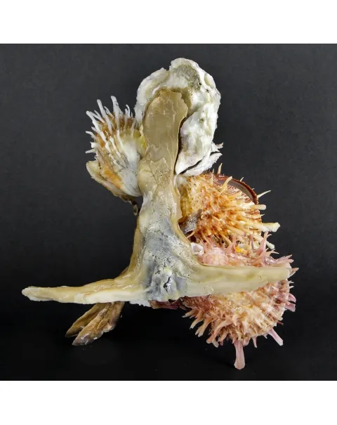 Malleus Albus e Spondylus Variegatus