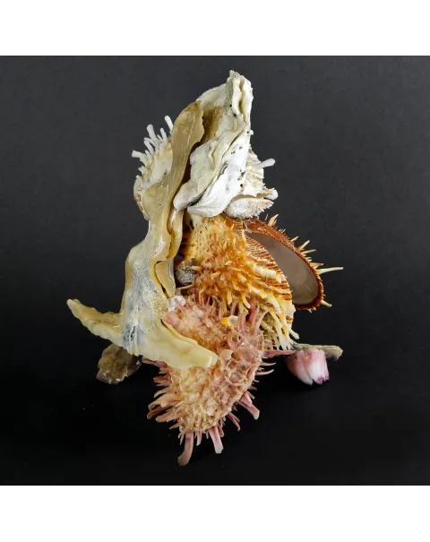 Malleus Albus e Spondylus Variegatus