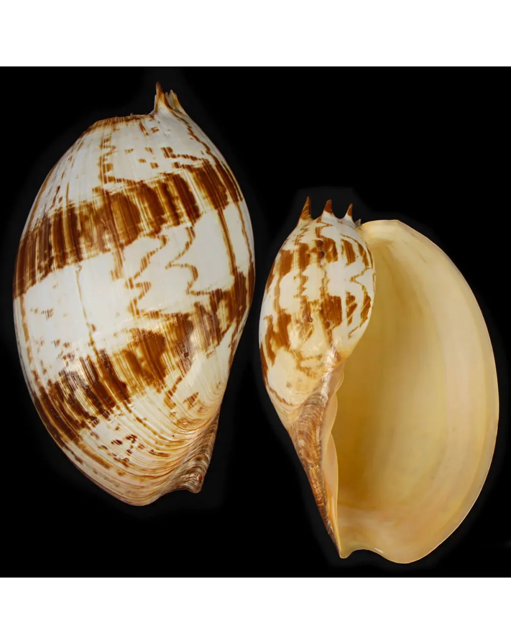 Melo Amphora