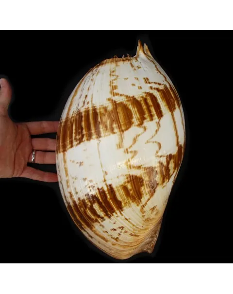 Melo Amphora
