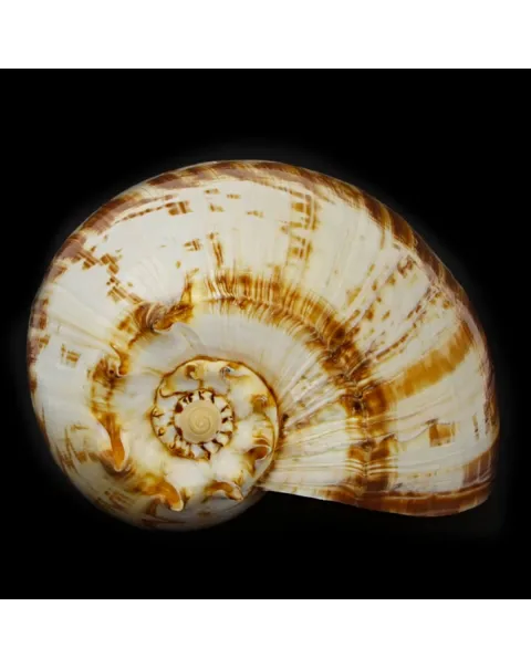 Melo Amphora