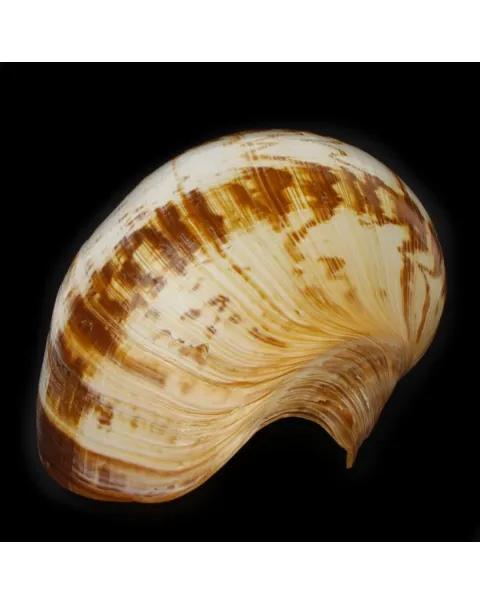 Melo Amphora