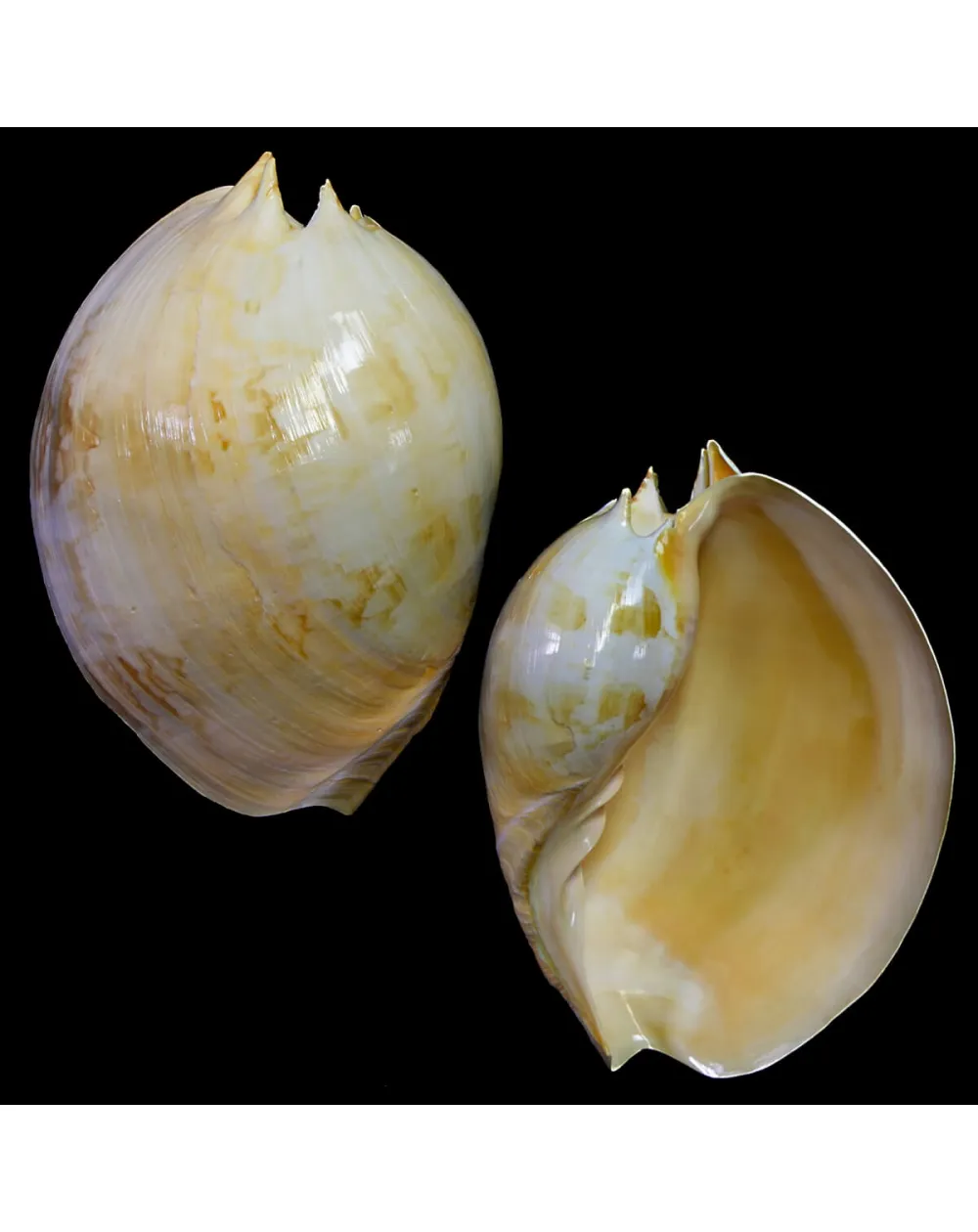Melo Amphora