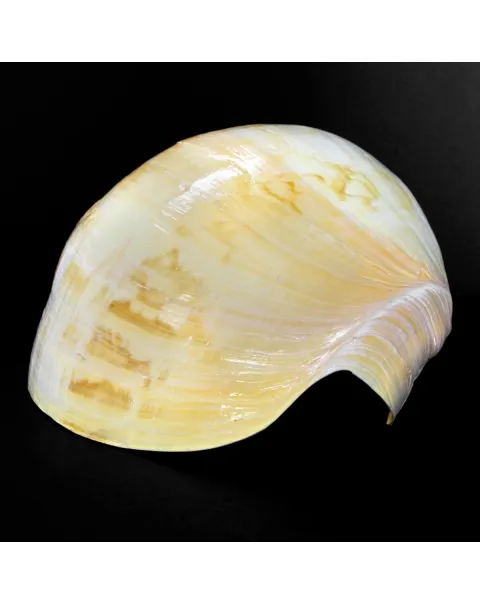 Melo Amphora