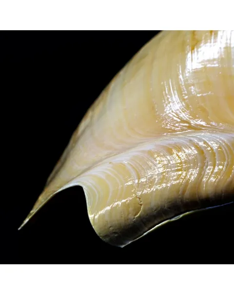 Melo Amphora