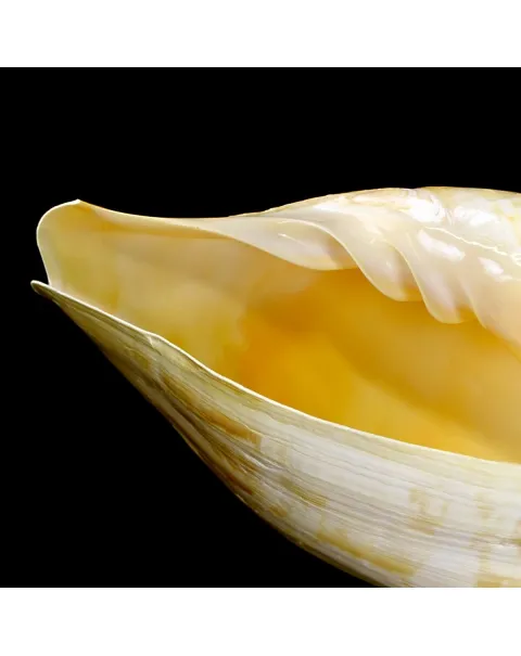 Melo Amphora