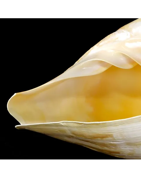 Melo Amphora