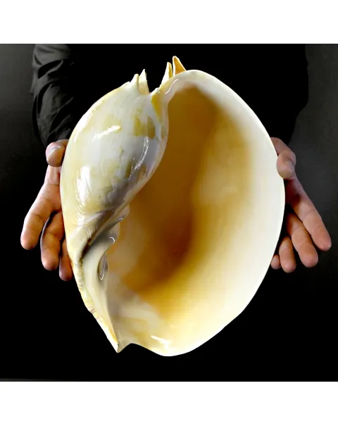 Melo Amphora