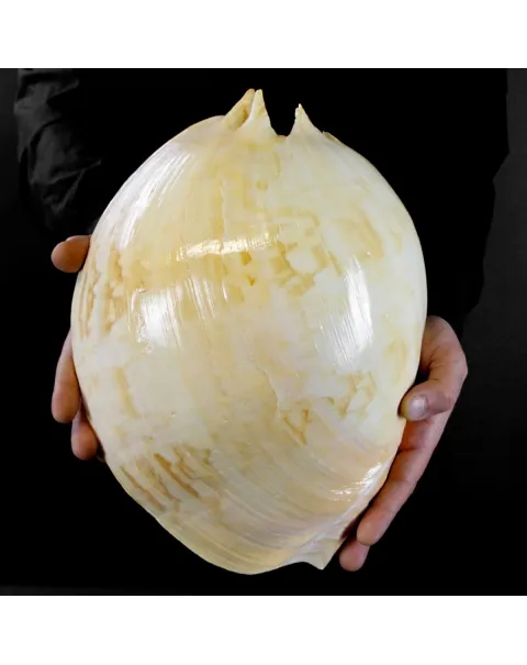 Melo Amphora