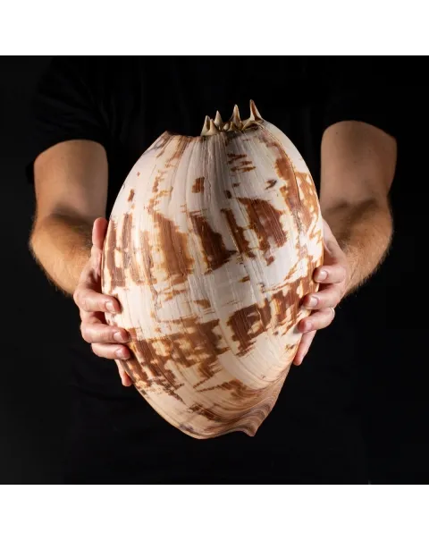 Melo Umbilicatus