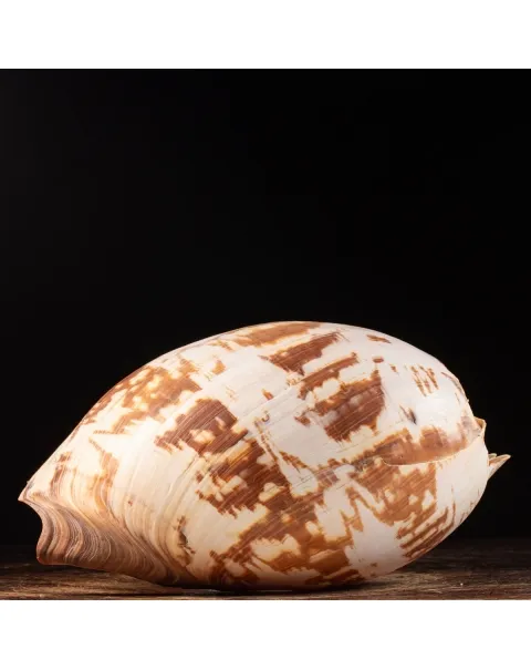 Melo Umbilicatus
