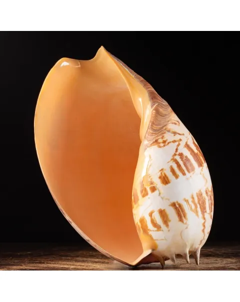 Melo Umbilicatus