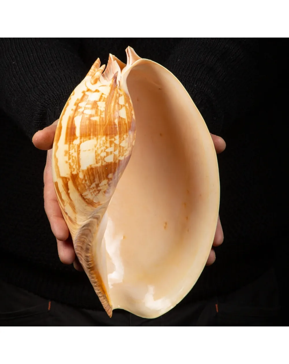 Melo Amphora