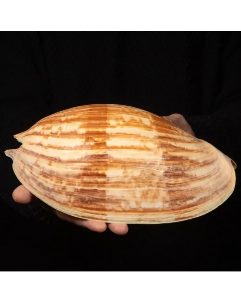 Melo Amphora