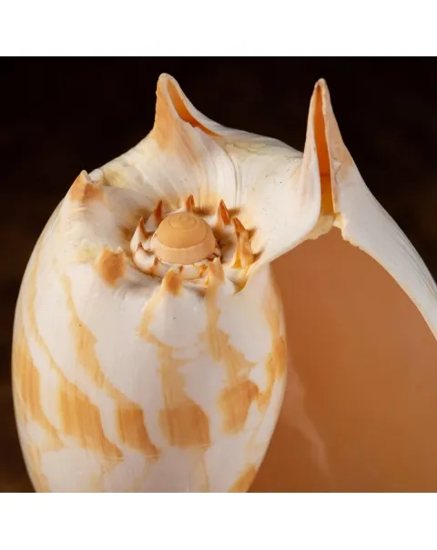 Melo Umbilicatus su base