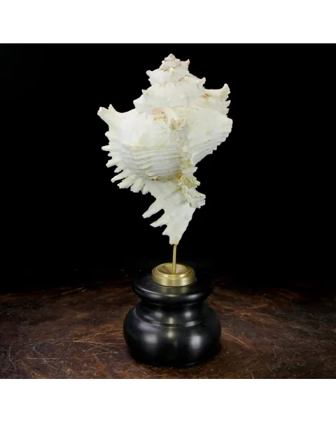 Chicoreus Ramosus