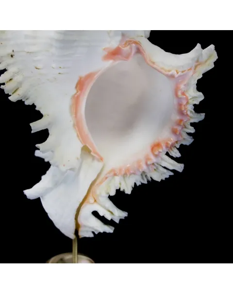 Chicoreus Ramosus