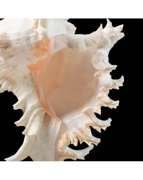 Chicoreus Ramosus
