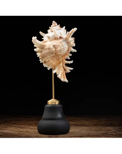 Chicoreus Ramosus