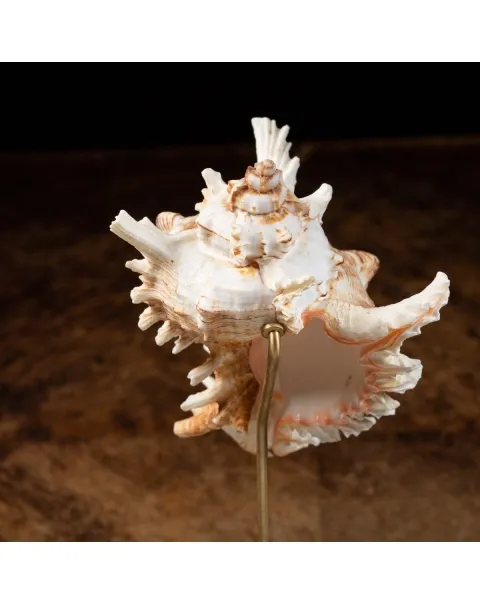 Chicoreus Ramosus