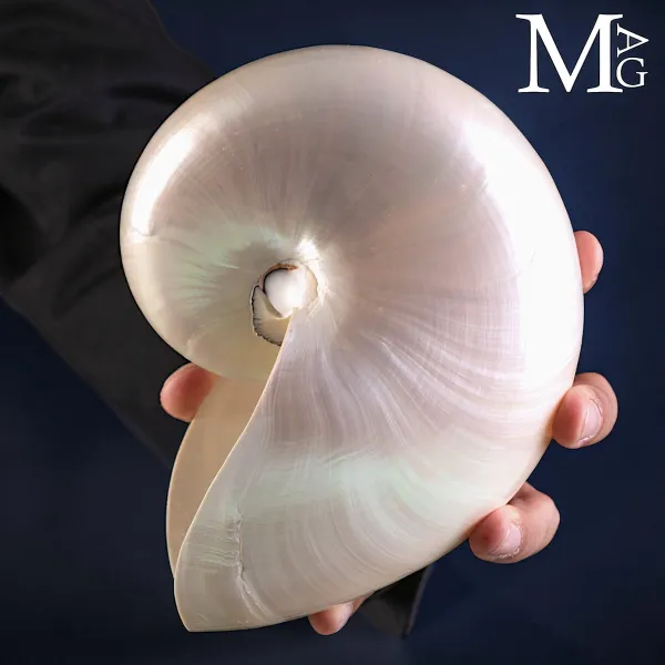 Nautilus Pompilius – Madreperla – 180 mm.