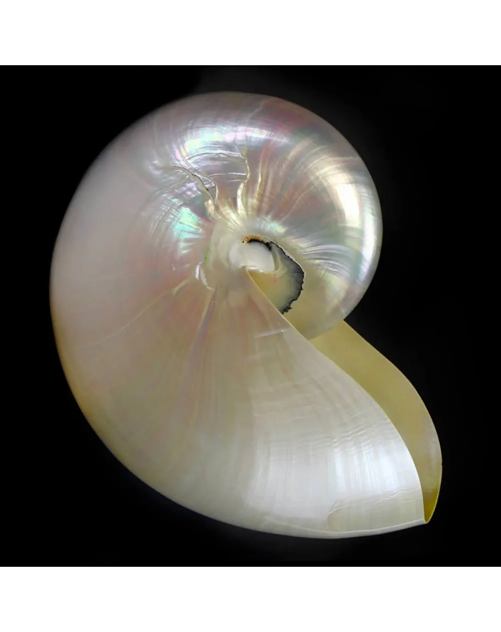 Nautilus Pompilius Madreperla